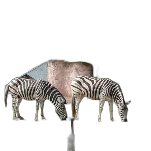 animal, creature, furniture, hat transparent PNG cut-out