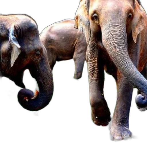 animal, photorealistic, 3d render, concept art transparent PNG cut-out