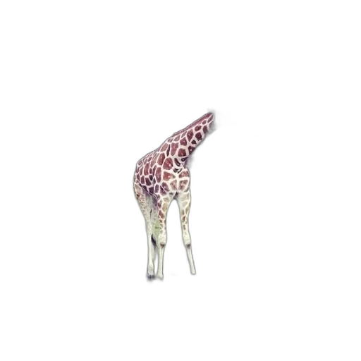 animal, shoes, creature, furniture transparent PNG cut-out