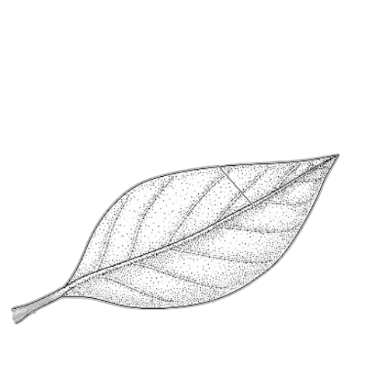 crown, staff, tree, flower transparent PNG cut-out