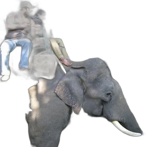 animal, creature, shoes, weapon transparent PNG cut-out