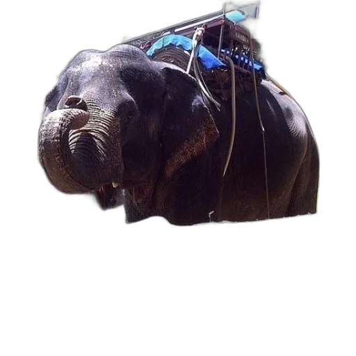 animal, staff, creature, jewelry transparent PNG cut-out