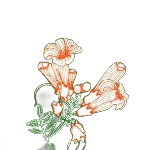 flower, staff, crown, weapon transparent PNG cut-out