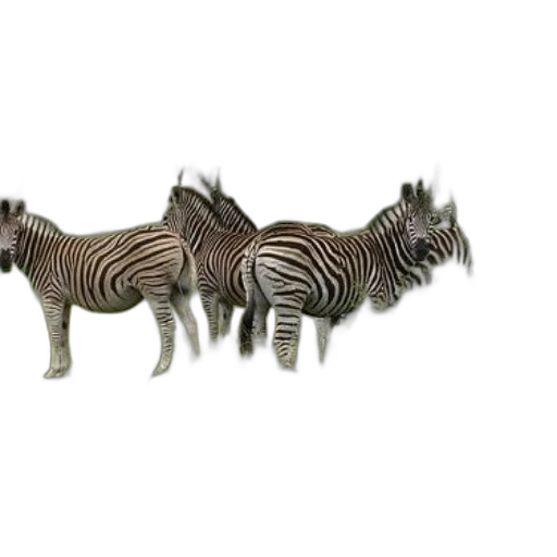animal, creature, jewelry, furniture transparent PNG cut-out