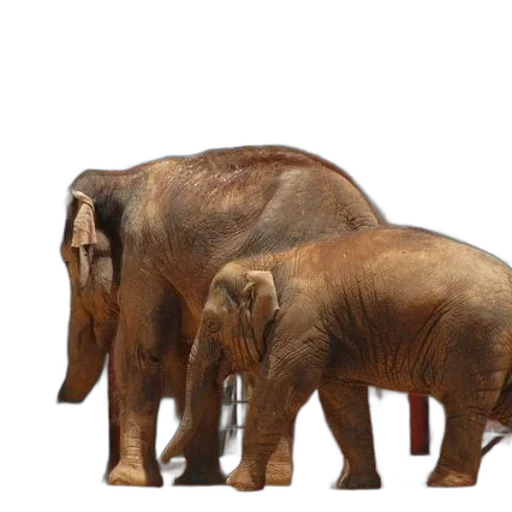 animal, concept art, photorealistic, 3d render transparent PNG cut-out
