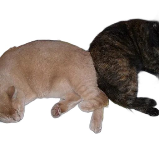 animal, photorealistic, two, cats transparent PNG cut-out