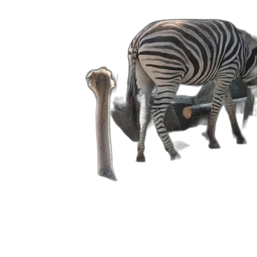 animal, furniture, creature, weapon transparent PNG cut-out