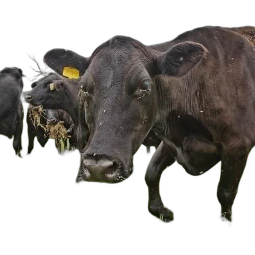 animal, food, mask, jewelry transparent PNG cut-out