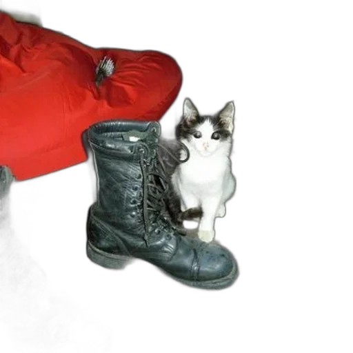 shoes, animal, jacket, hat transparent PNG cut-out