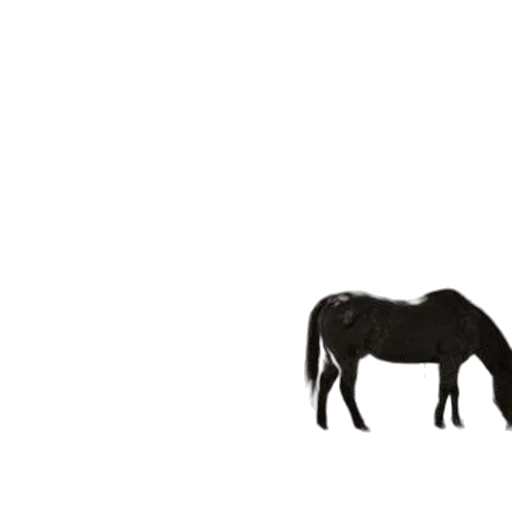 animal, hair, creature, crown transparent PNG cut-out