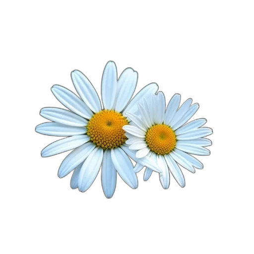 flower, crown, jewelry, staff transparent PNG cut-out