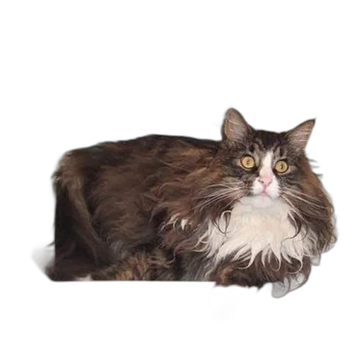 animal, creature, hair, crown transparent PNG cut-out