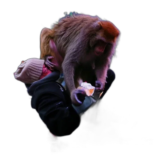 animal, creature, jacket, hair transparent PNG cut-out