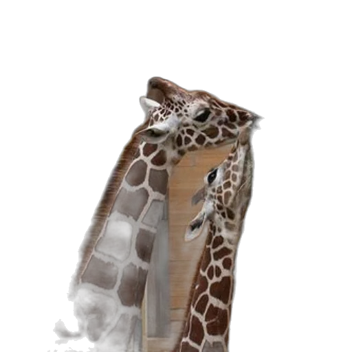 animal, shoes, jacket, creature transparent PNG cut-out