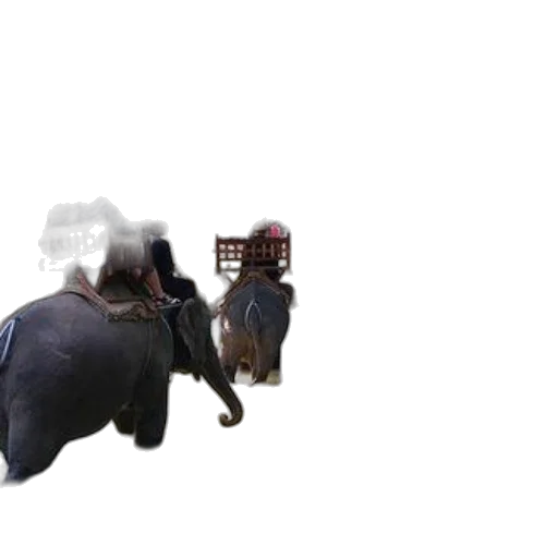 animal, creature, hat, weapon transparent PNG cut-out