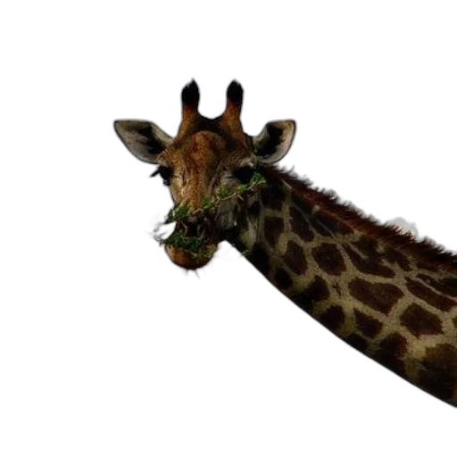 animal, creature, staff, weapon transparent PNG cut-out