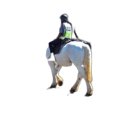 animal, robot, staff, hat transparent PNG cut-out