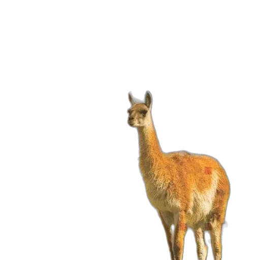 animal, creature, hat, dress transparent PNG cut-out