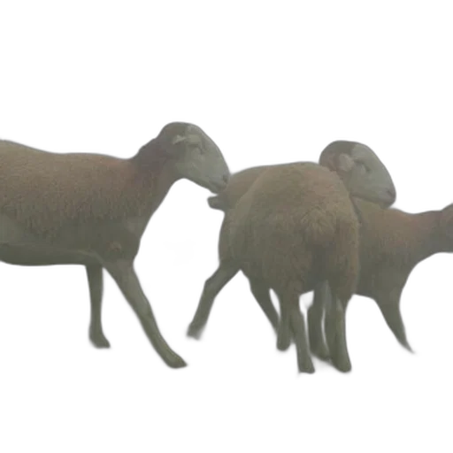 animal, creature, food, 3d render transparent PNG cut-out