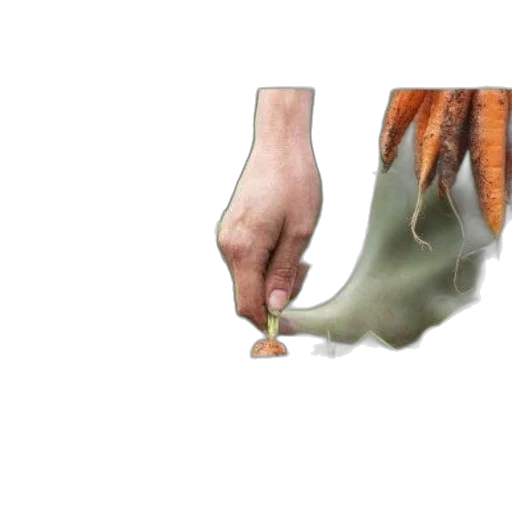 food, creature, animal, weapon transparent PNG cut-out