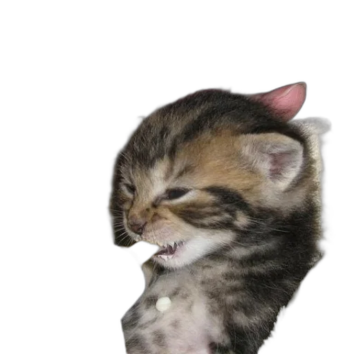 animal, creature, staff, weapon transparent PNG cut-out