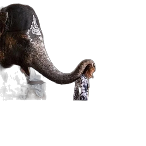 animal, creature, hat, jewelry transparent PNG cut-out