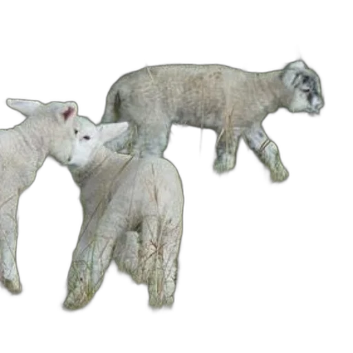 animal, 3d render, three, white transparent PNG cut-out