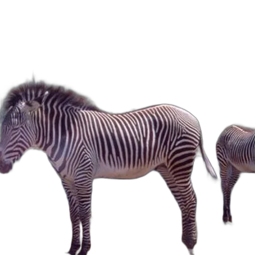 animal, creature, furniture, jewelry transparent PNG cut-out