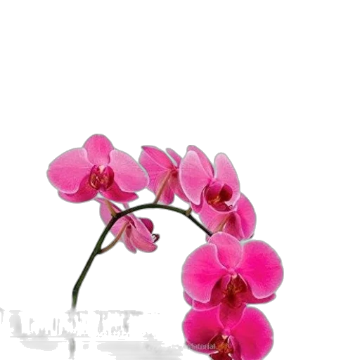 flower, jewelry, crown, staff transparent PNG cut-out