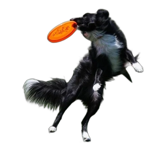 animal, creature, dragon, staff transparent PNG cut-out