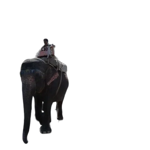 animal, creature, staff, robot transparent PNG cut-out