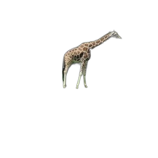 animal, creature, staff, umbrella transparent PNG cut-out