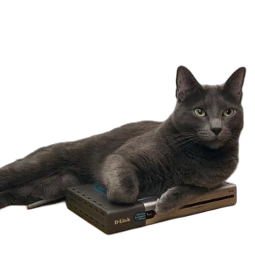 furniture, animal, staff, shoes transparent PNG cut-out