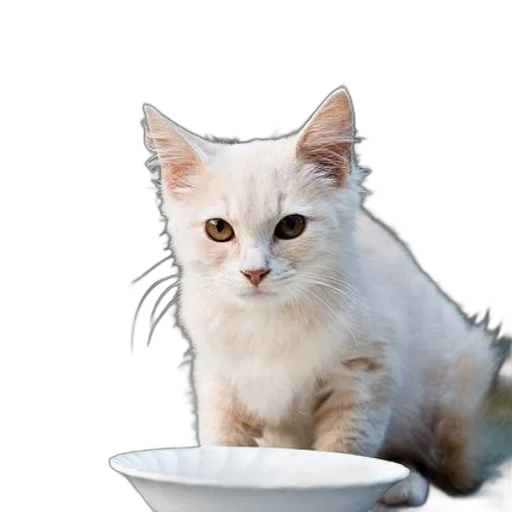 animal, food, creature, staff transparent PNG cut-out
