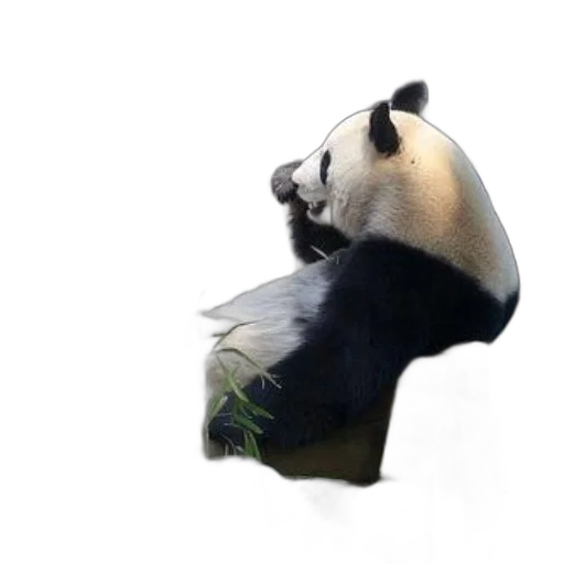 animal, mask, creature, hat transparent PNG cut-out