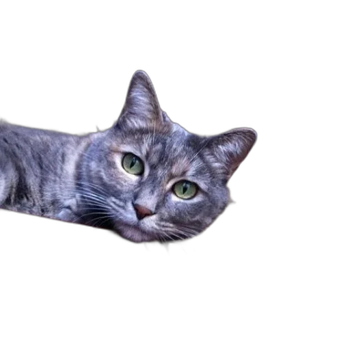 animal, creature, weapon, staff transparent PNG cut-out