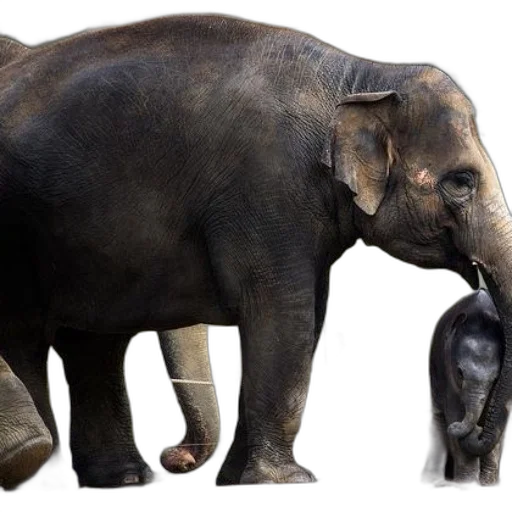 animal, creature, photorealistic, concept art transparent PNG cut-out