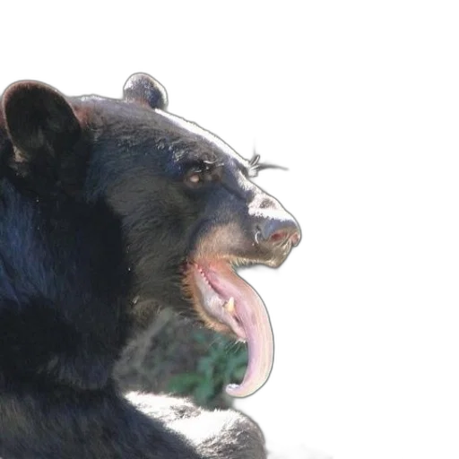 animal, creature, face, staff transparent PNG cut-out