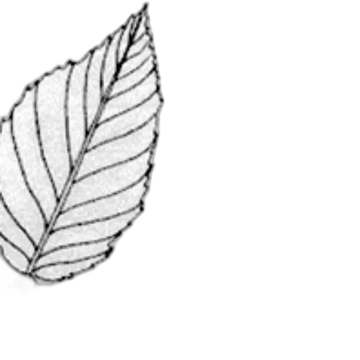 crown, jewelry, flower, hair transparent PNG cut-out