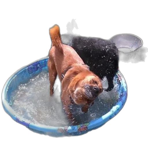 animal, creature, food, hat transparent PNG cut-out