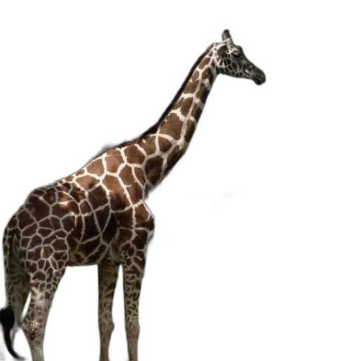 animal, creature, staff, weapon transparent PNG cut-out