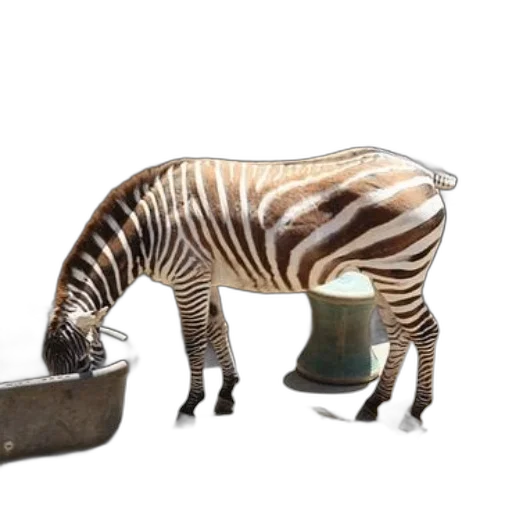 animal, furniture, shoes, bottle transparent PNG cut-out