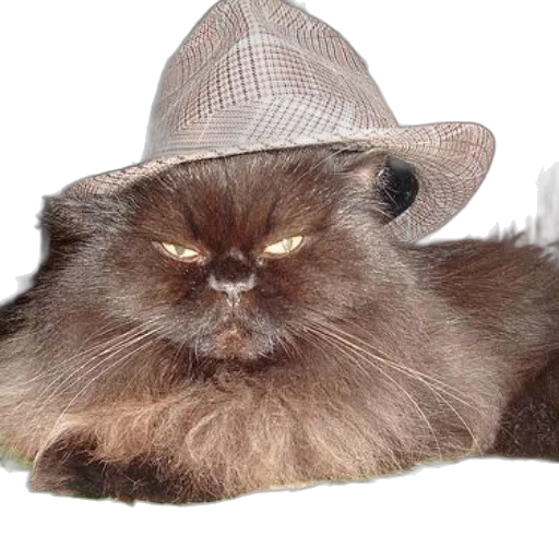 hat, animal, creature, face transparent PNG cut-out