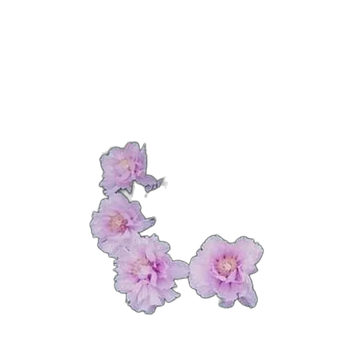 flower, crown, jewelry, hair transparent PNG cut-out