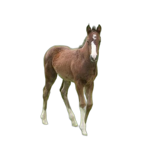 animal, creature, staff, hair transparent PNG cut-out