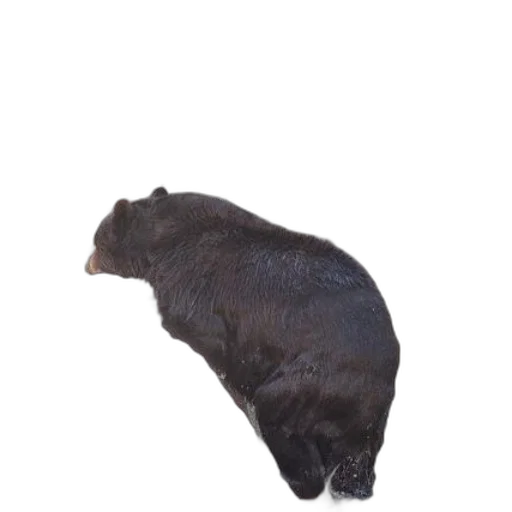 animal, creature, food, hair transparent PNG cut-out