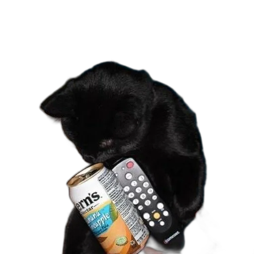 food, bottle, animal, creature transparent PNG cut-out