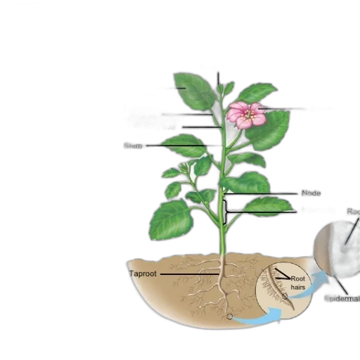 flower, concept art, diagram, dicot transparent PNG cut-out