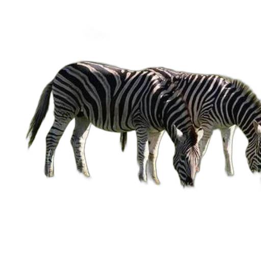 animal, creature, furniture, food transparent PNG cut-out