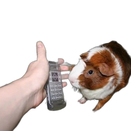 animal, weapon, creature, food transparent PNG cut-out